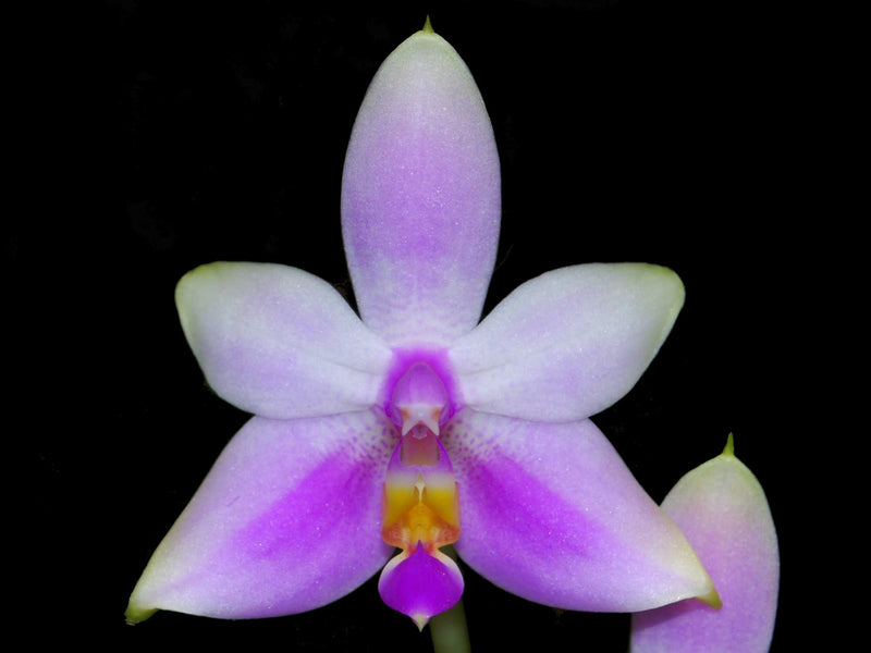 Phalaenopsis violacea var. Mentawei OP invitro
