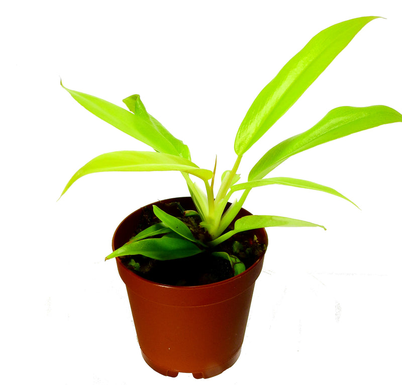 Philodendron Ring Of Fire 'Gold' XS (5,5cm Topf)