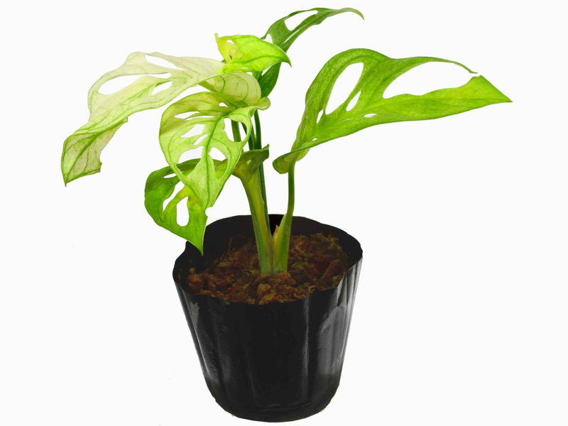 Monstera adansonii 'variegata'