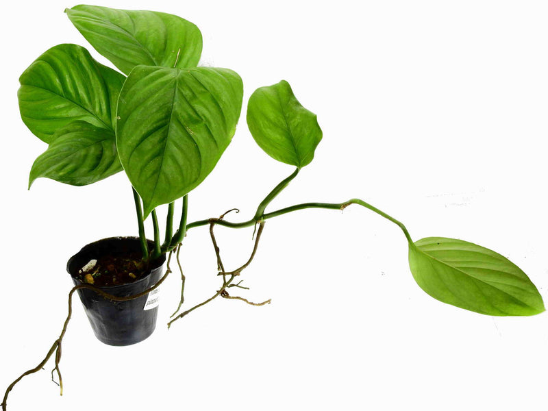 Monstera pinnatipartita