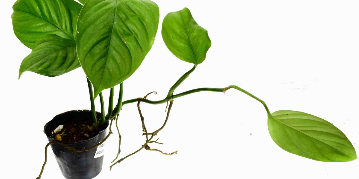 Monstera pinnatipartita — Ecuagenera Europe GmbH