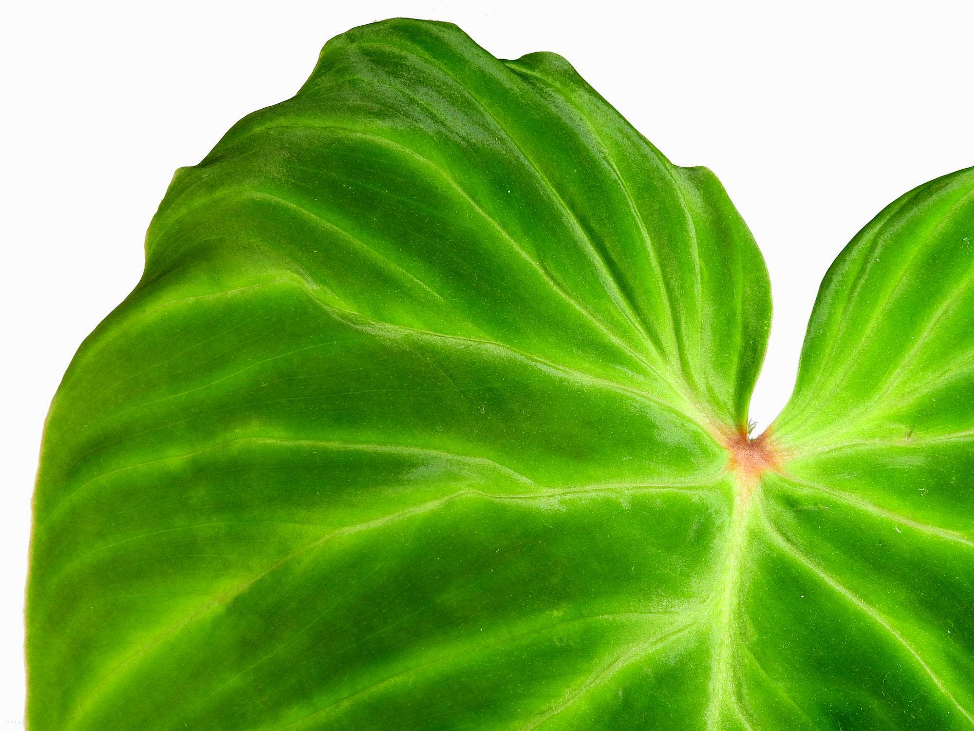 Philodendron Monkey Tail — Ecuagenera Europe GmbH