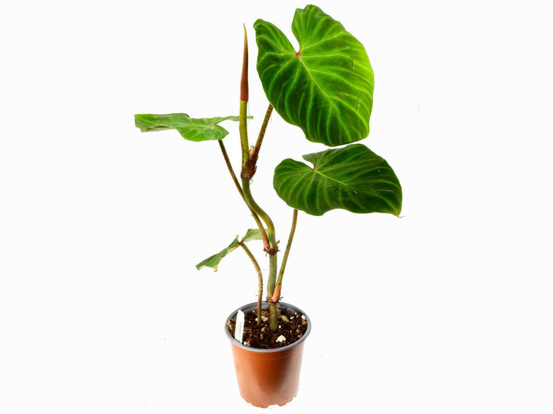 Philodendron Monkey Tail
