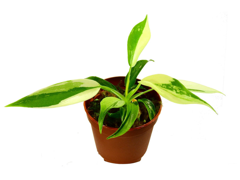 Philodendron Florida 'Beauty' XS(5,5 cm Topf)