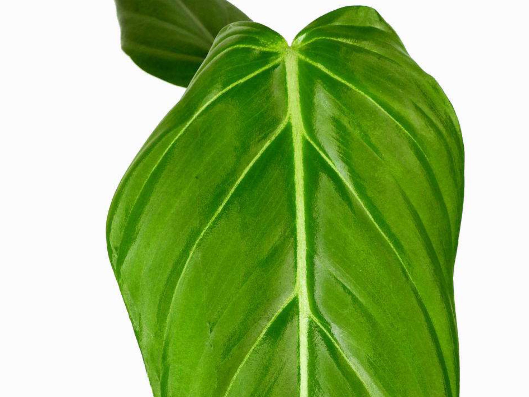 philodendron gloriosum x asplundii Philodendron Morning Sun — Ecuagenera Europe GmbH