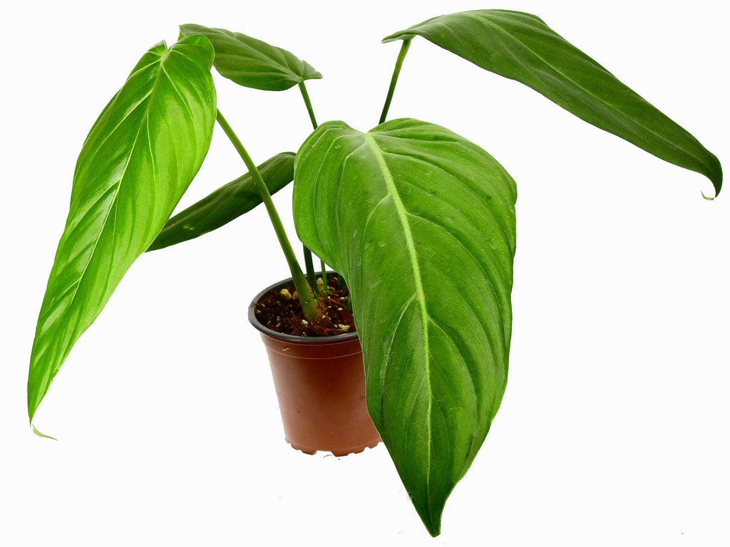 Philodendron Morning Sun — Ecuagenera Europe GmbH
