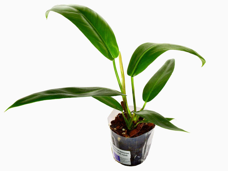 Philodendron Ivan Portilla