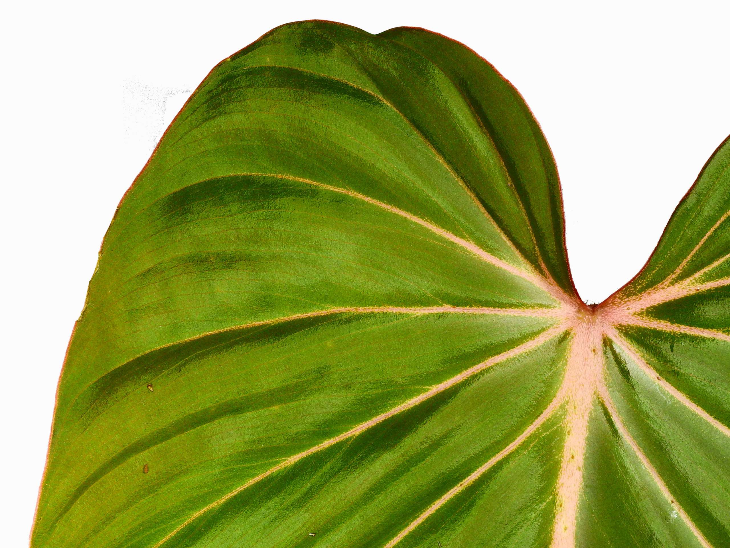 Philodendron Pink Glory — Ecuagenera Europe GmbH