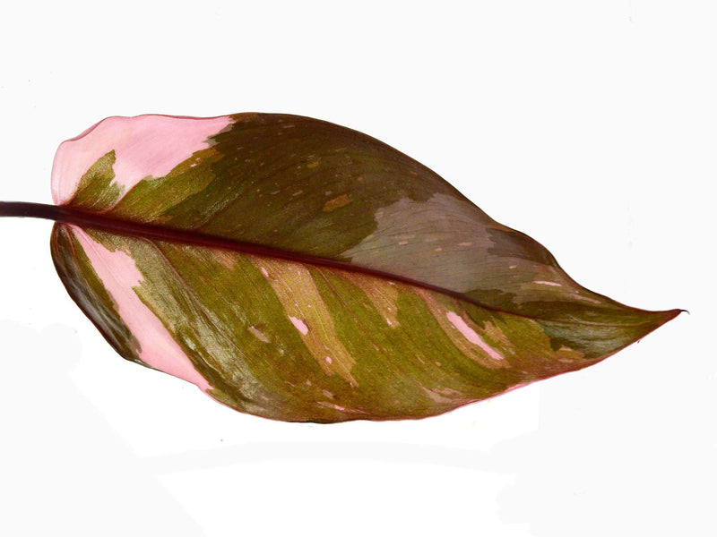 Philodendron Pink Princess ‚Marble‘