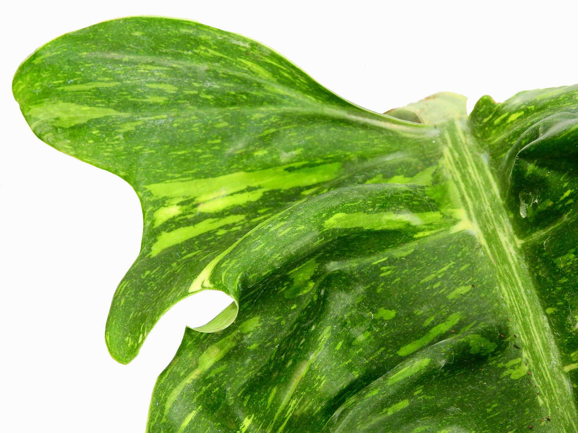 monstera ring of fire Philodendron Ring Of Fire — Ecuagenera Europe GmbH