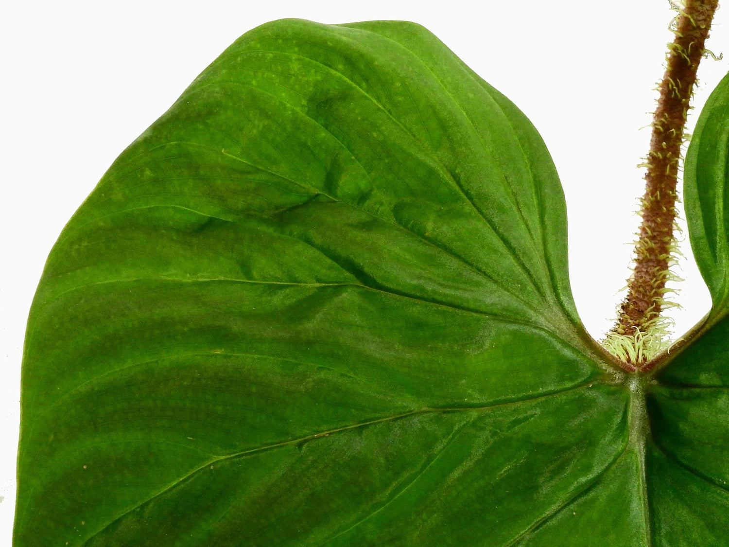 Philodendron Ecuagenera Vibes