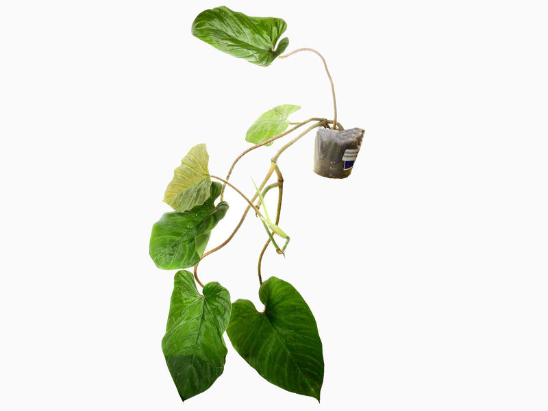 Philodendron Ecuagenera Vibes