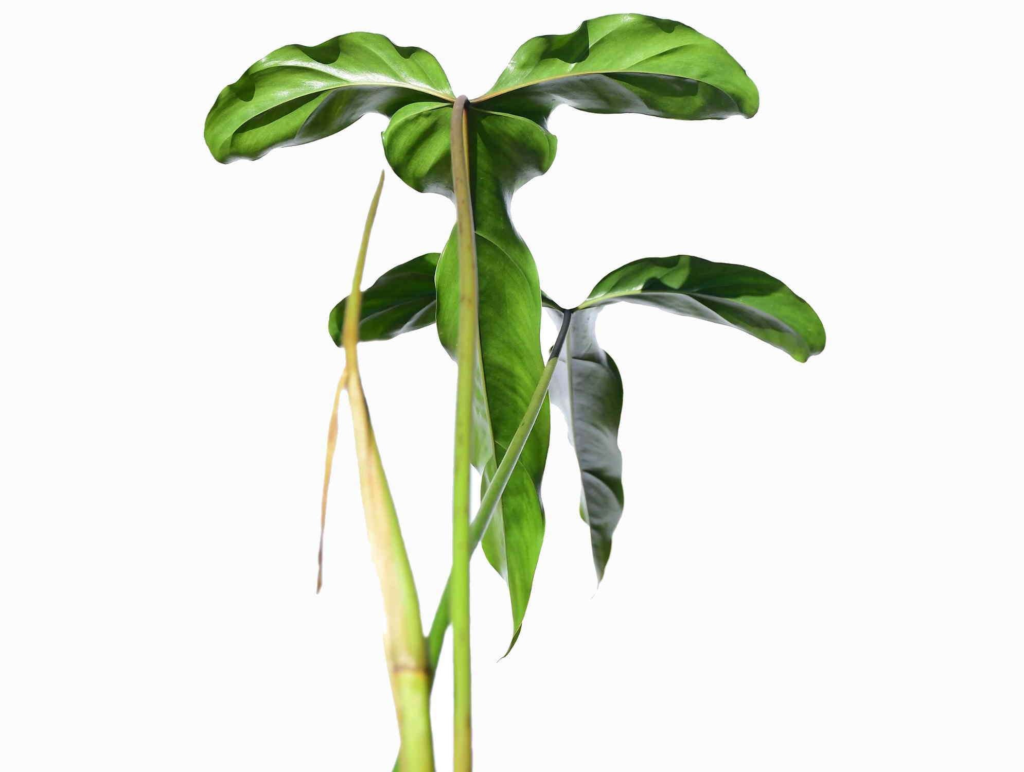Philodendron delinksii — Ecuagenera Europe GmbH