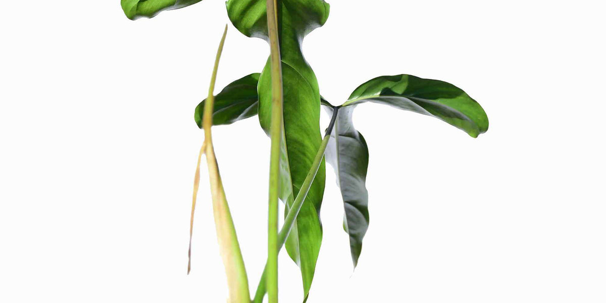 philodendron delinskii Philodendron delinksii — Ecuagenera Europe GmbH