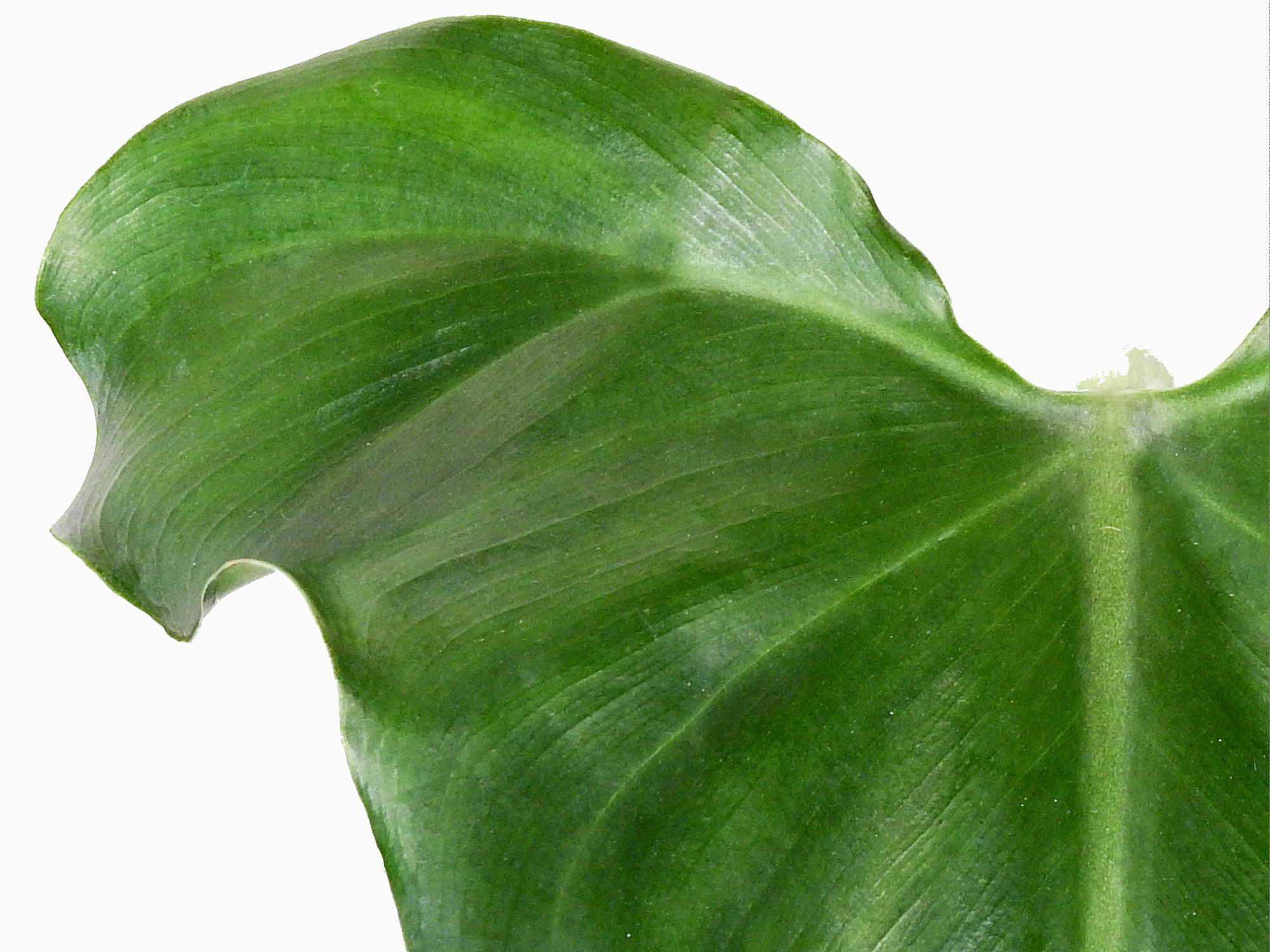 Philodendron delinksii  Ecuagenera Europe GmbH