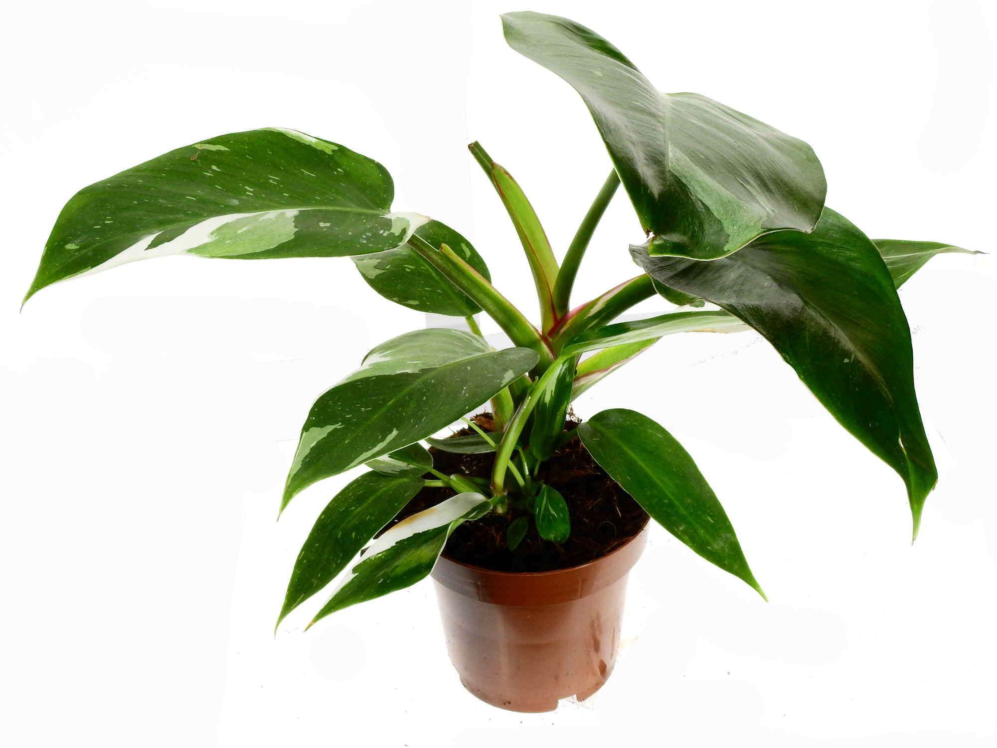 meristem philodendrons Philodendron erubescens 'White Princess' (5,5cm Topf) — Ecuagenera Europe GmbH