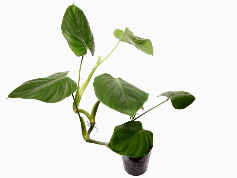 Philodendron asperatum