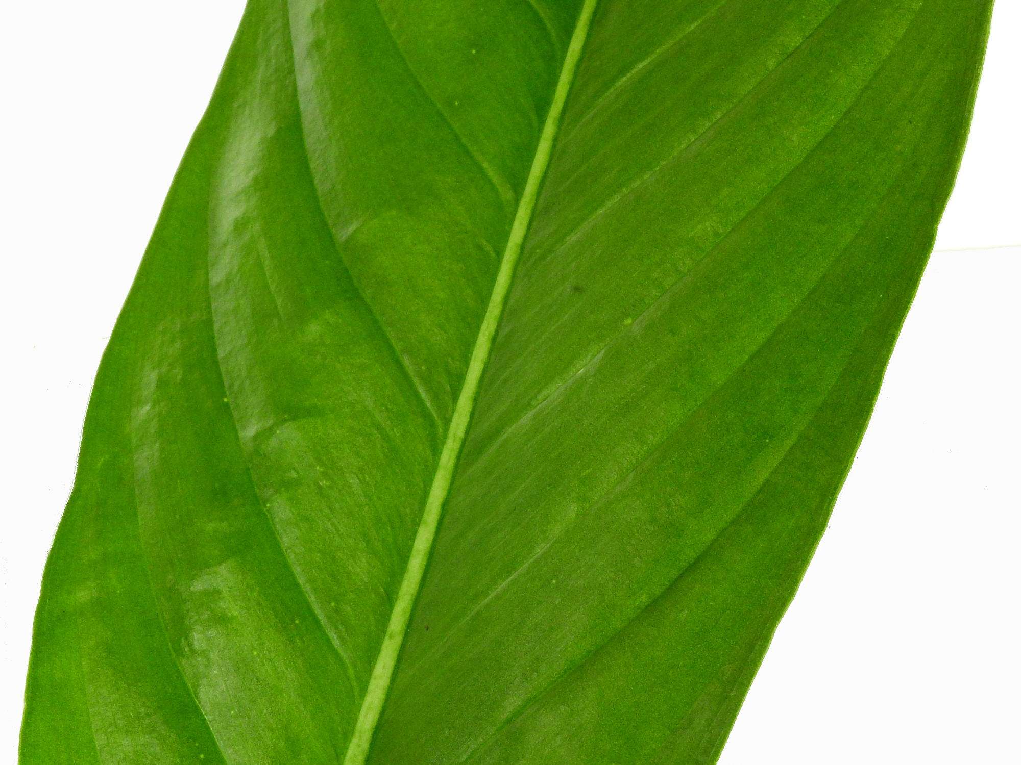 philodendron acutifolium common name Philodendron acutifolium — Ecuagenera Europe GmbH