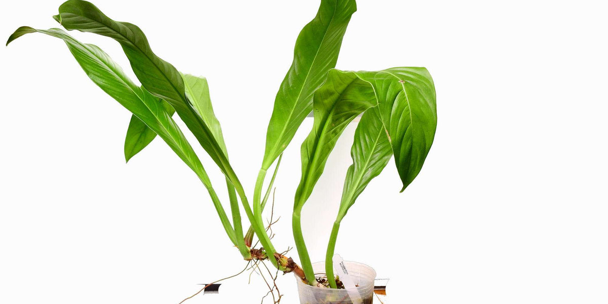 Philodendron acutifolium — Ecuagenera Europe GmbH