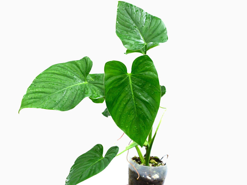 Philodendron alatiundulatum cf.