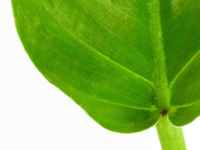 Philodendron angustialatum 