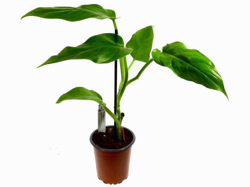 Philodendron angustialatum 