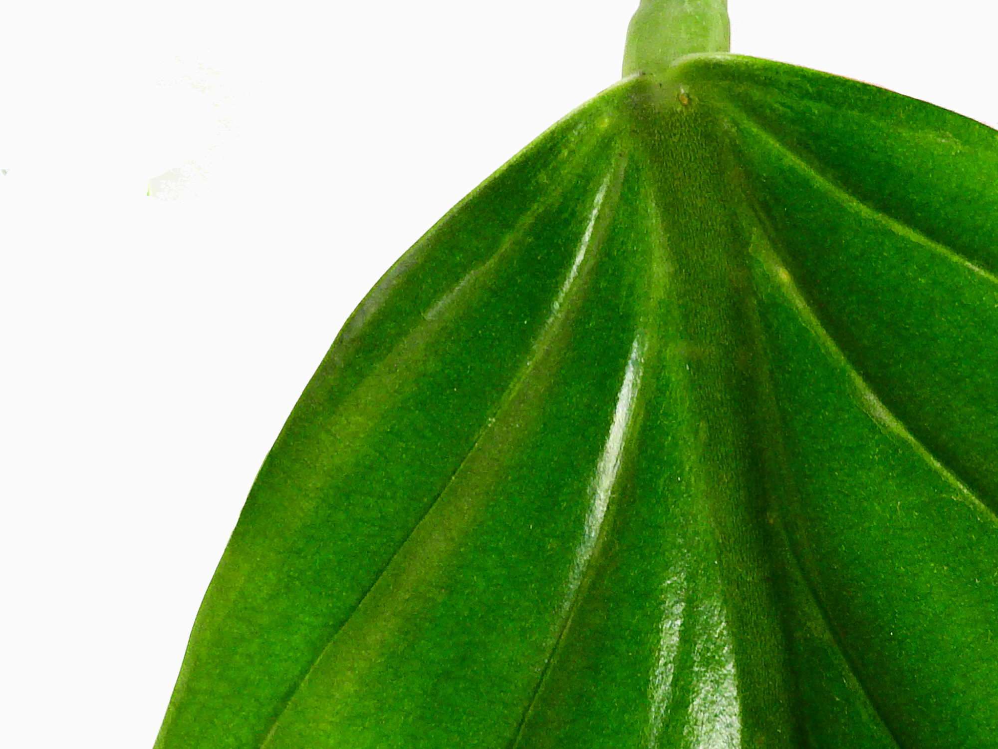 philodendron asplundii Philodendron asplundii — Ecuagenera Europe GmbH