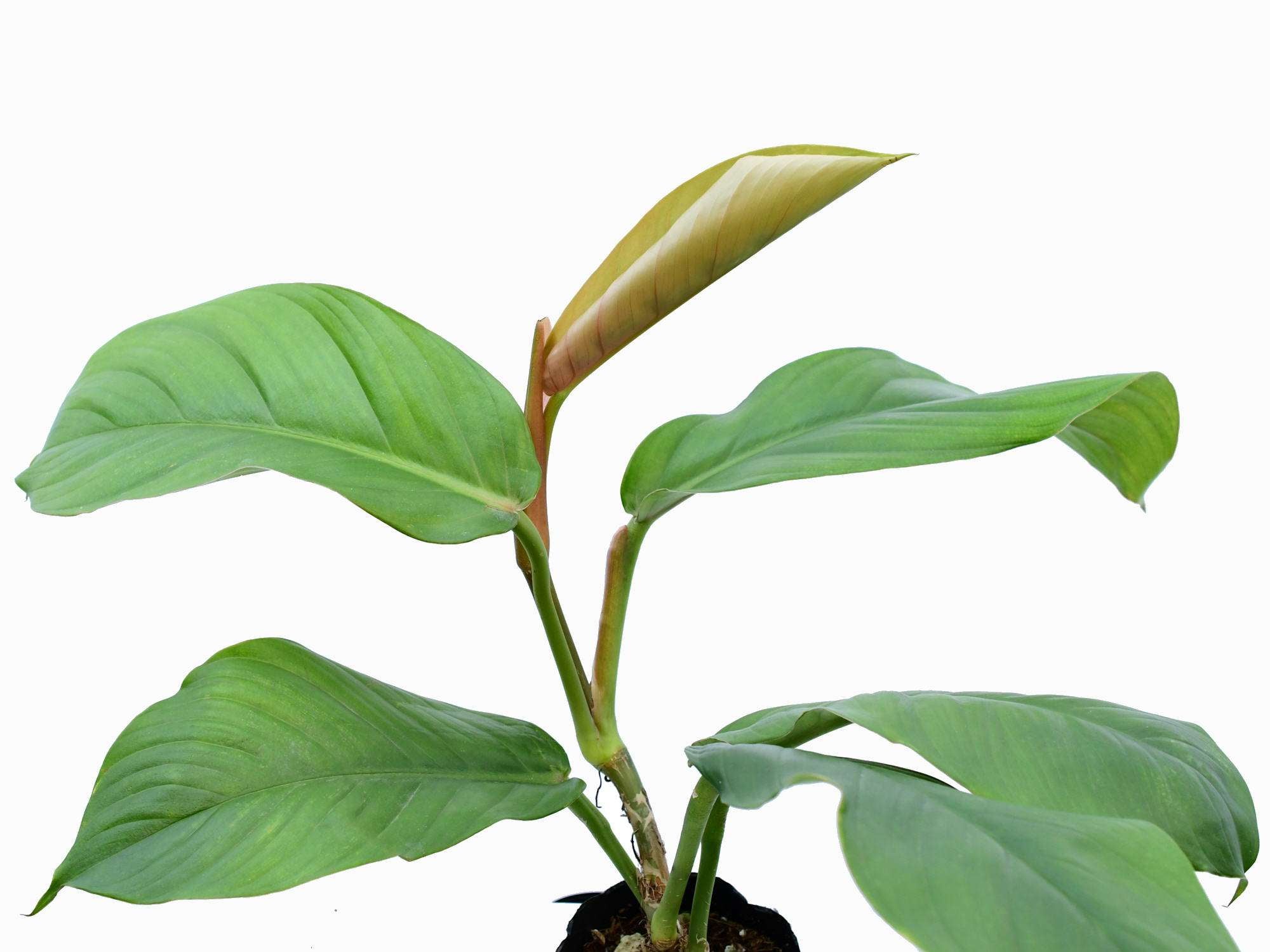 philodendron baudoense Philodendron baudoense — Ecuagenera Europe GmbH