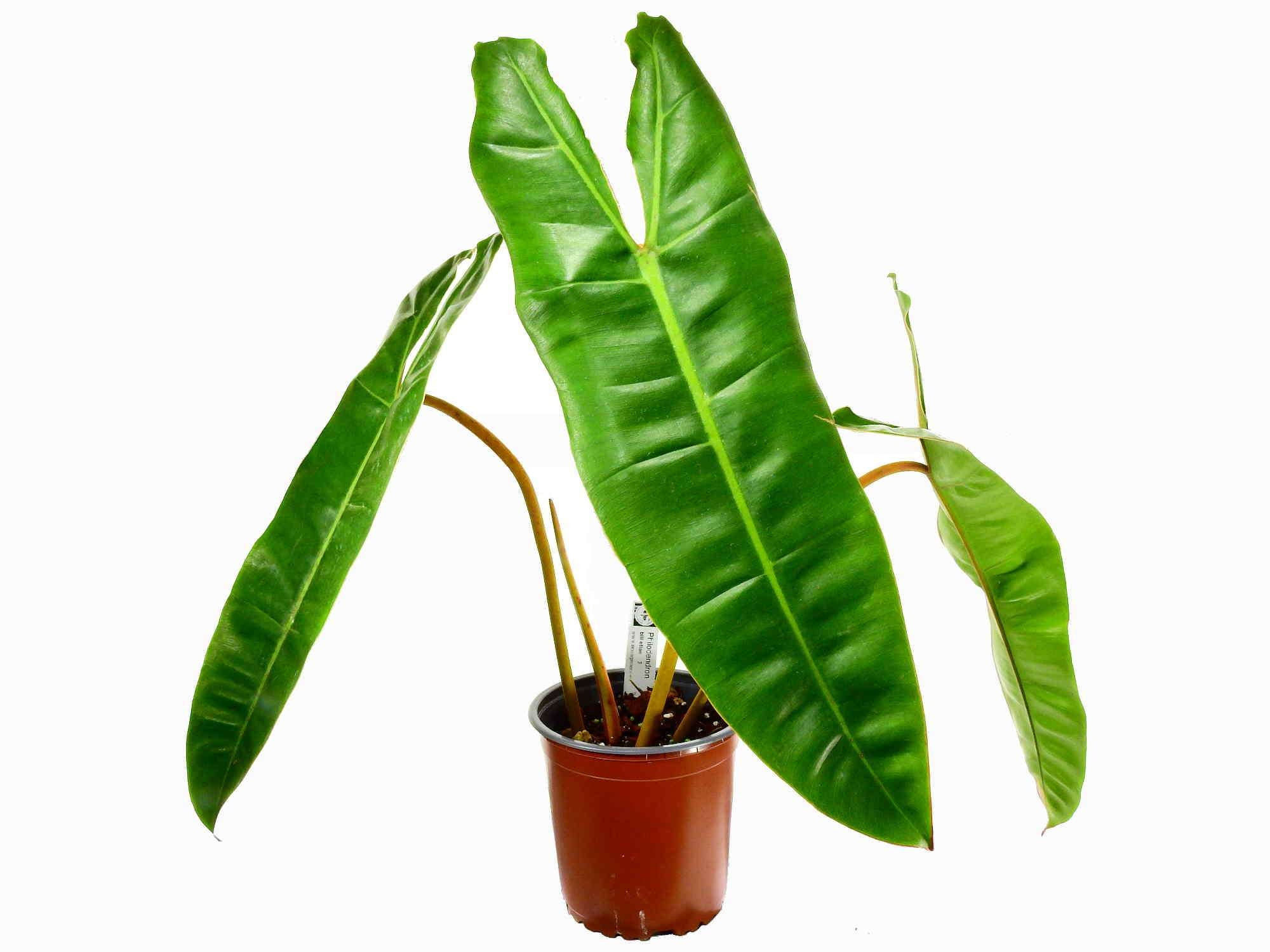 eichenblatt philodendron Philodendron billietiae — Ecuagenera Europe GmbH