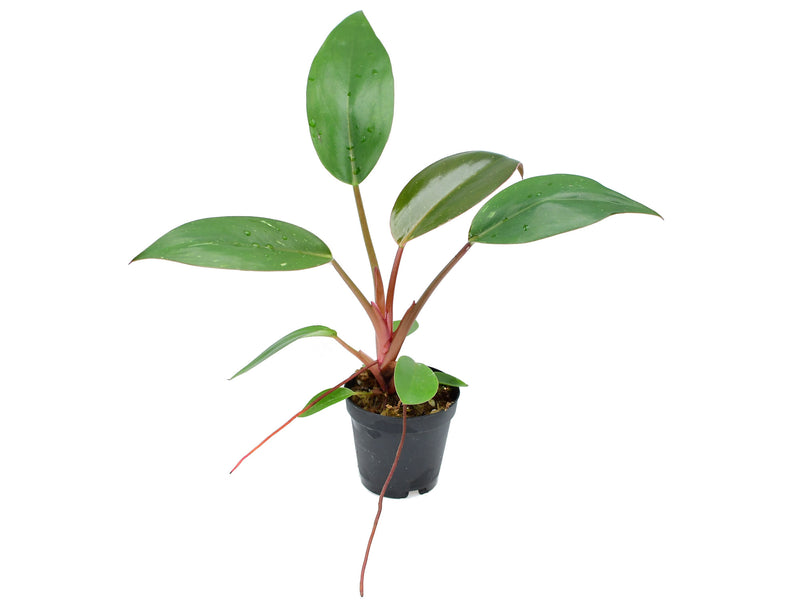 philodendron birkin red congo Philodendron erubescens 'Birkin Pink' (5,5cm Topf) — Ecuagenera Europe GmbH