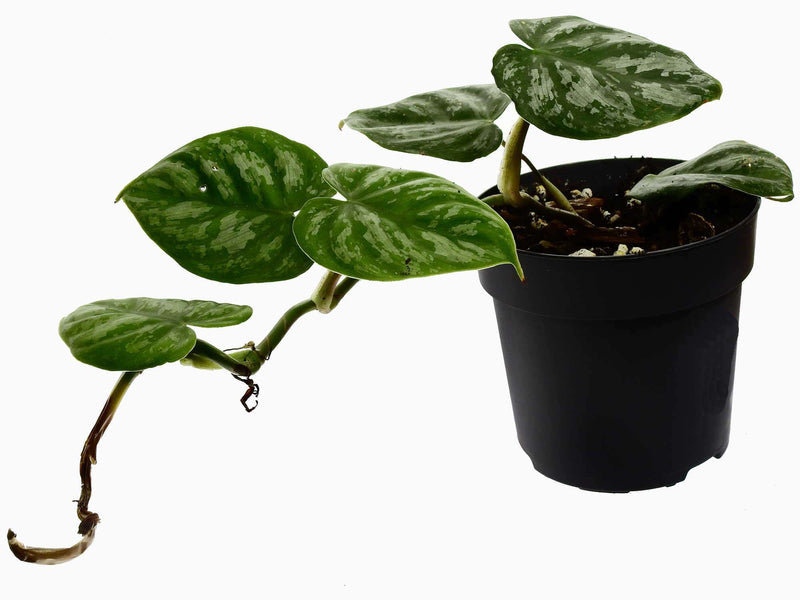 Philodendron brandtianum