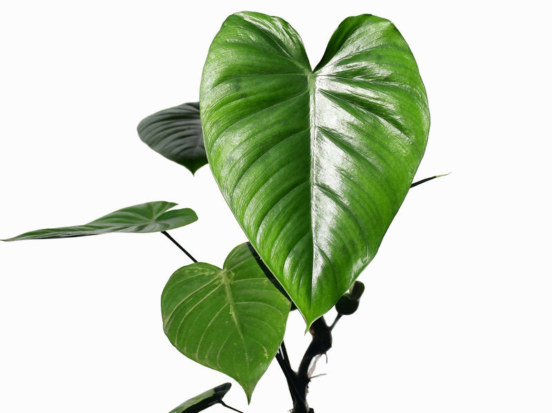 Philodendron colombianum (aka schottianum 'Guayzimi')