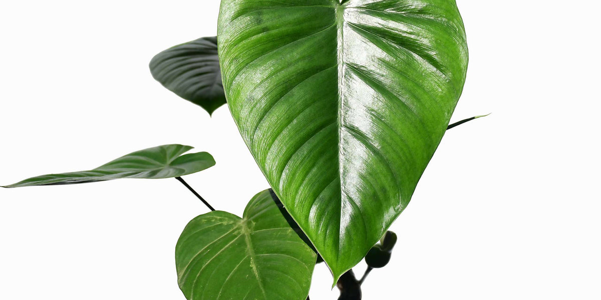philodendron schottianum guayzimi Philodendron colombianum (aka schottianum 'Guayzimi') — Ecuagenera Europe  GmbH