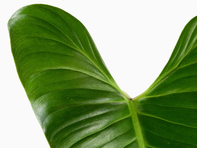 Philodendron deflexum