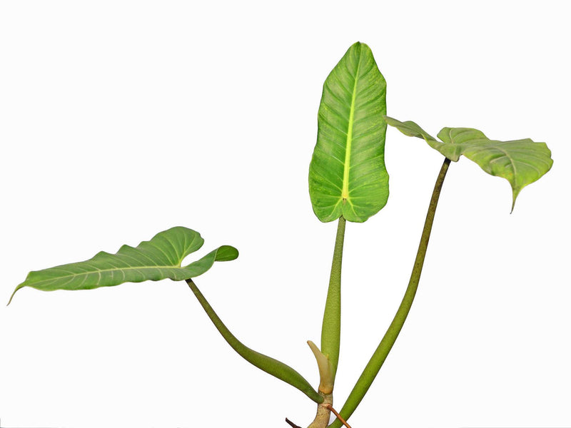 Philodendron deflexum