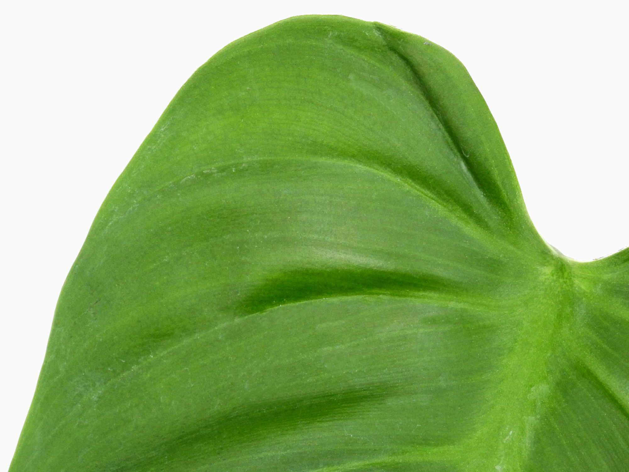 Philodendron dodsonii — Ecuagenera Europe GmbH