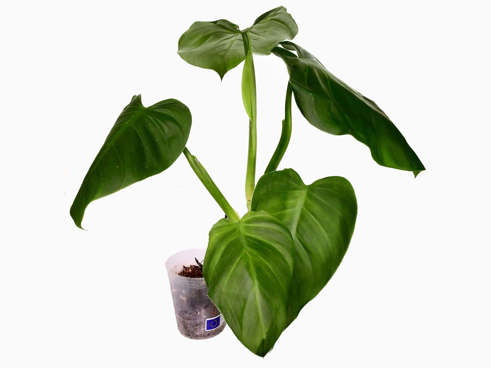 solanaceae plant family Heart Leaf Philodendron (Hederaceum) – Wild Lark
