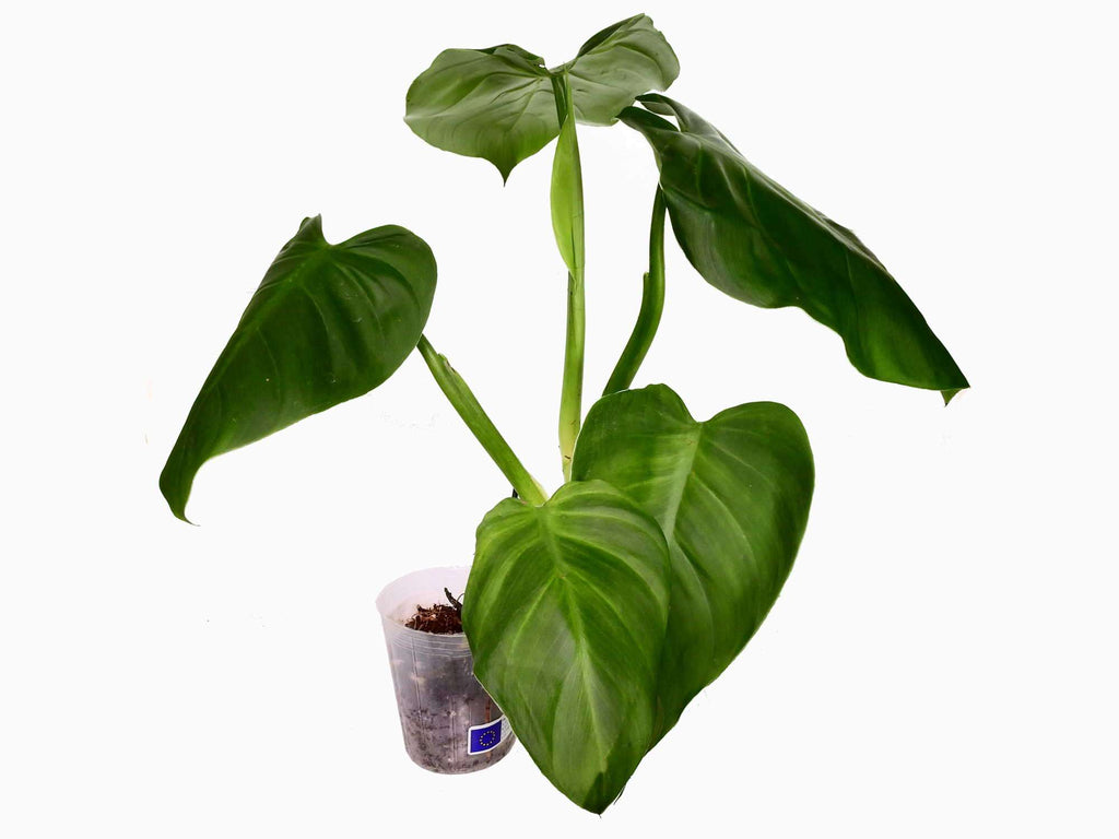 philodendron dodsonii care Philodendron dodsonii — Ecuagenera Europe GmbH