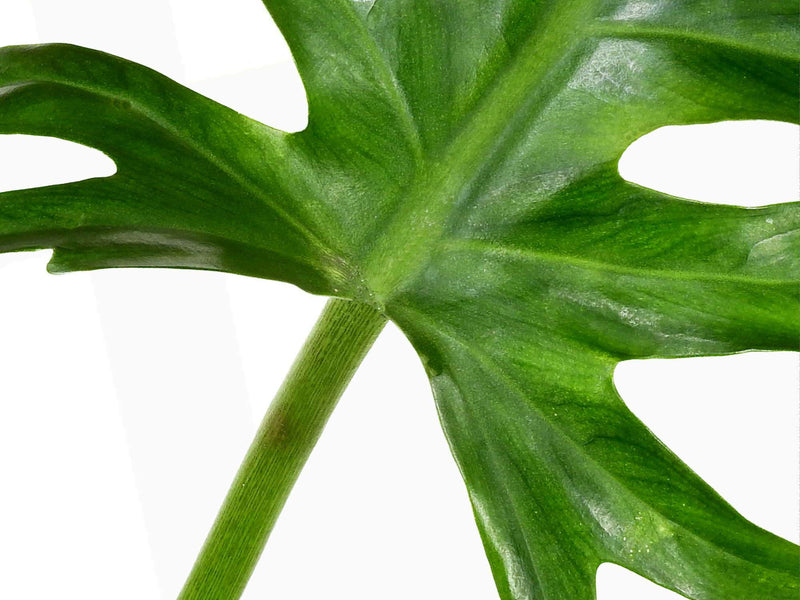 Philodendron elegans