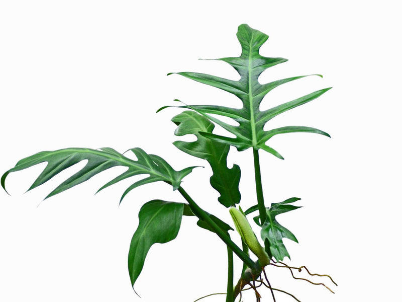 Philodendron elegans
