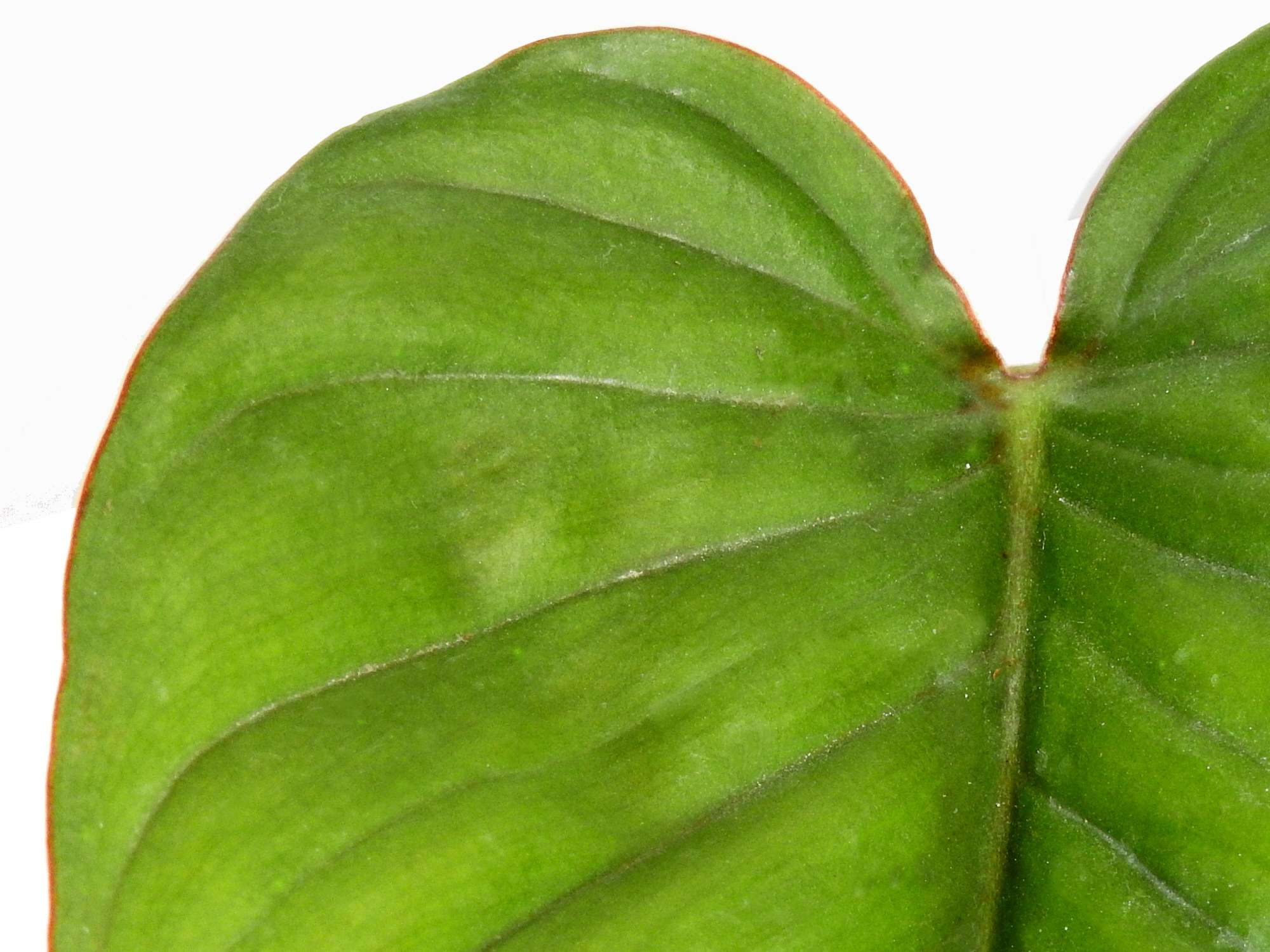 philodendron ernestii red Philodendron ernestii 'Red' — Ecuagenera Europe GmbH