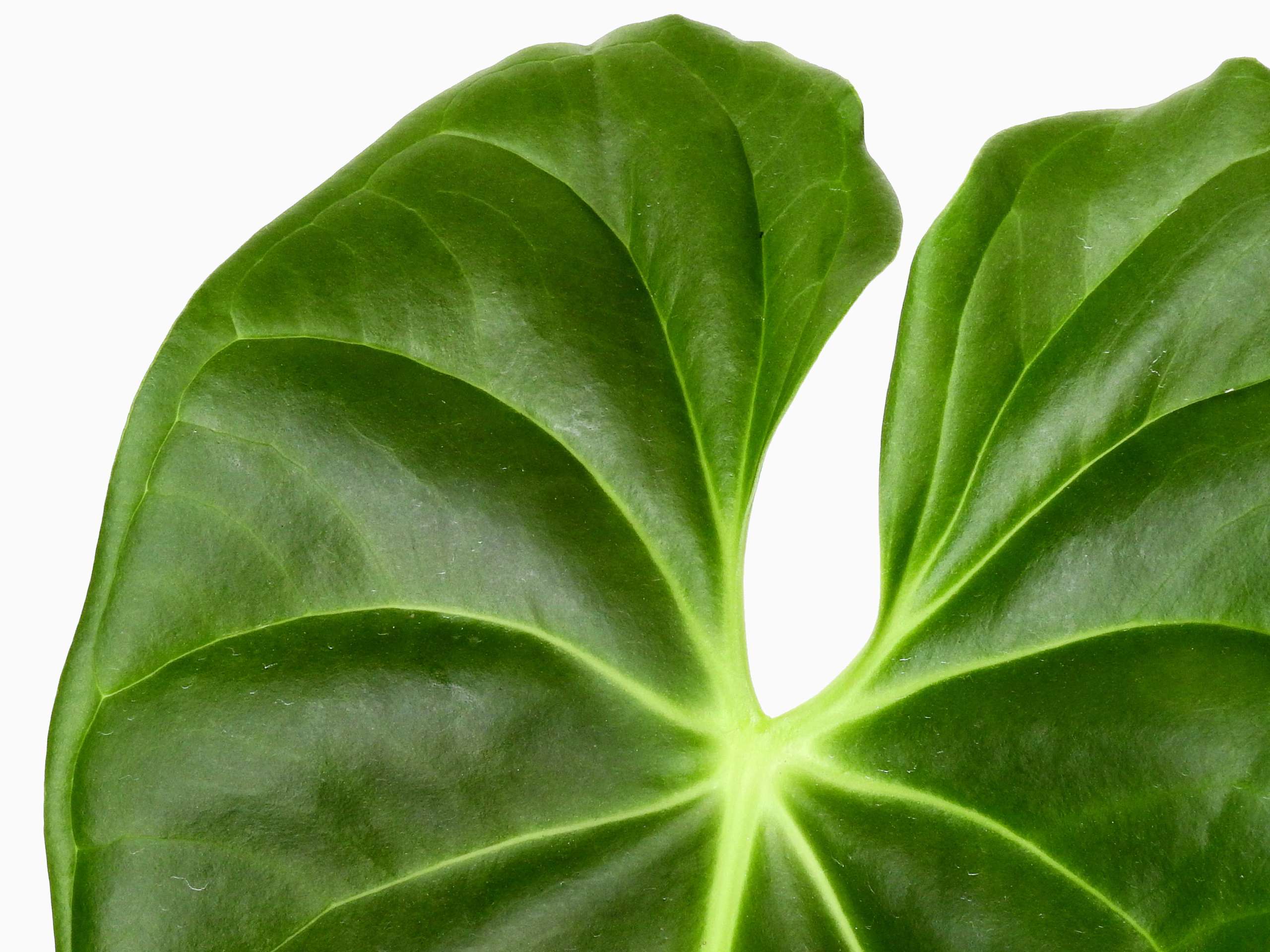 anthurium esmeraldense Anthurium esmeraldense — Ecuagenera Europe GmbH