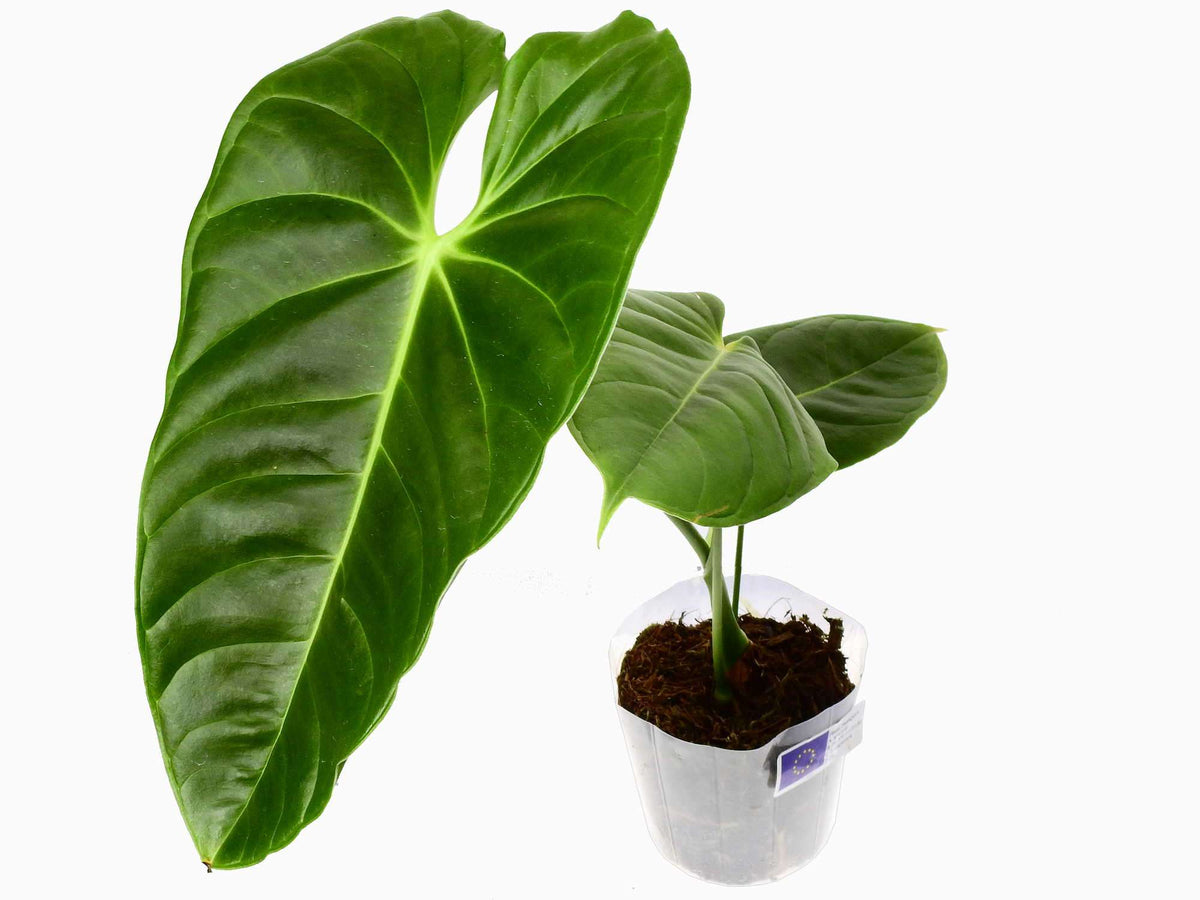 Anthurium esmeraldense — Ecuagenera Europe GmbH