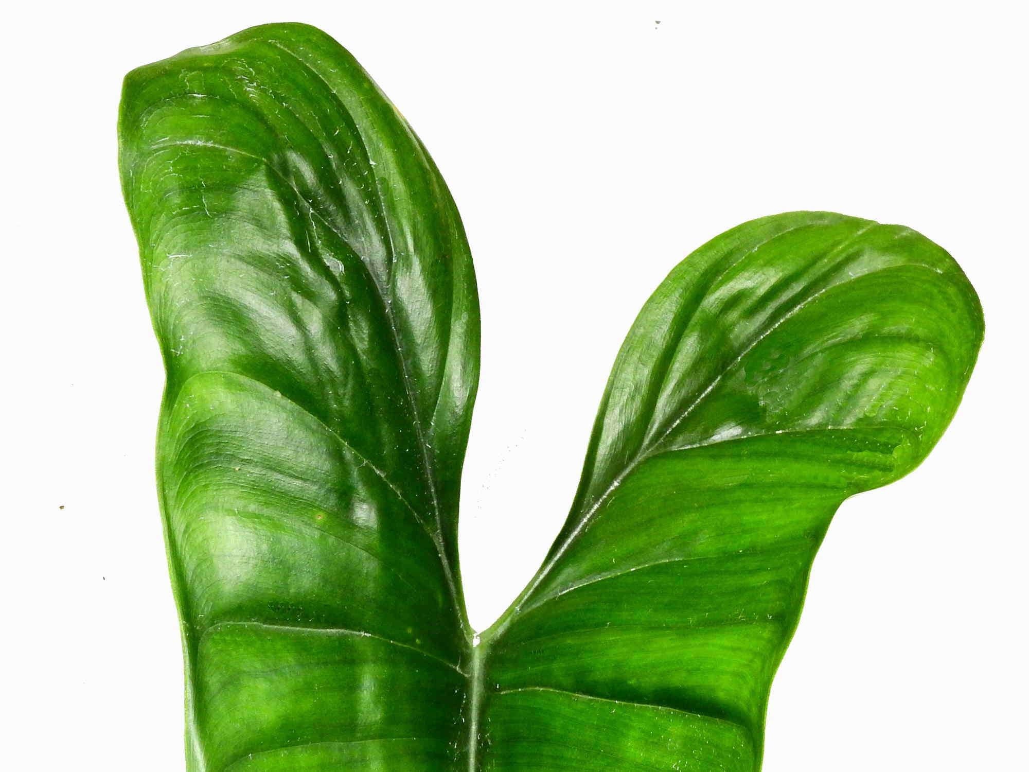 Philodendron felix hort. — Ecuagenera Europe GmbH