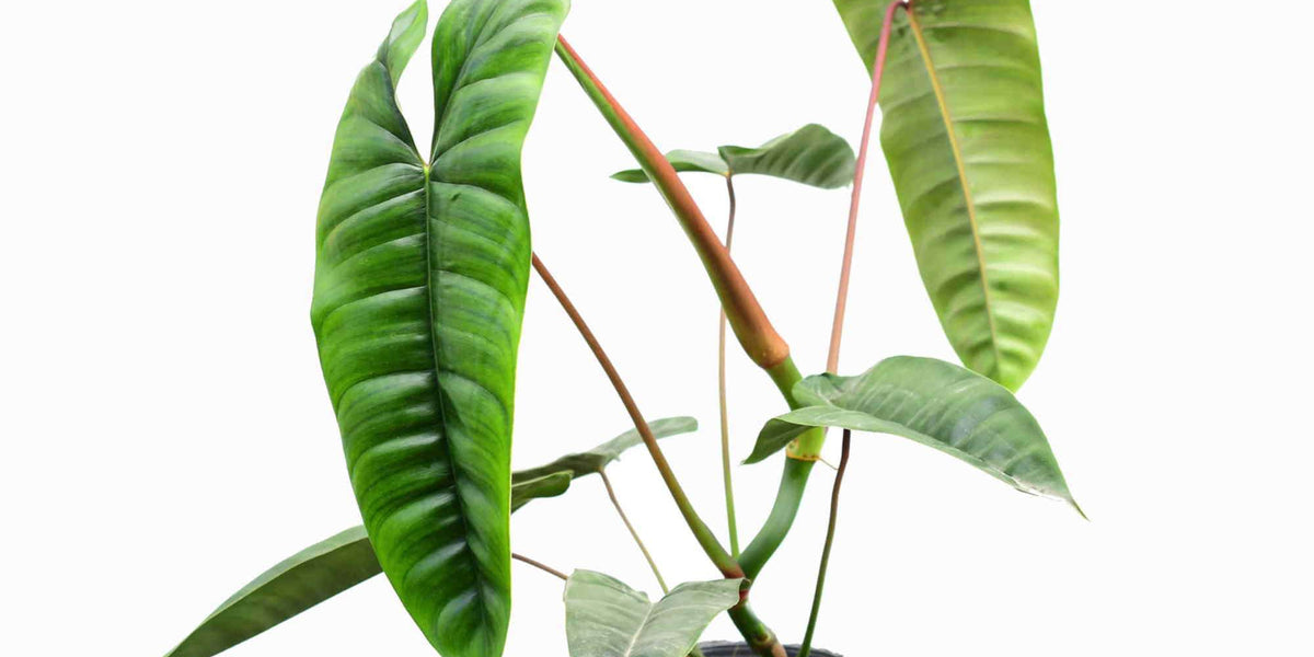 Philodendron felix hort. — Ecuagenera Europe GmbH