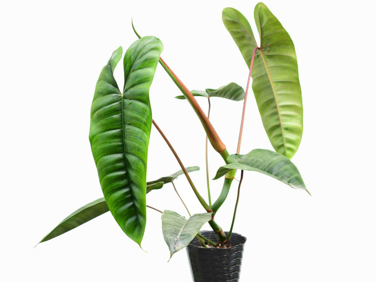 philodendron deutscher name Philodendron felix hort. — Ecuagenera Europe GmbH