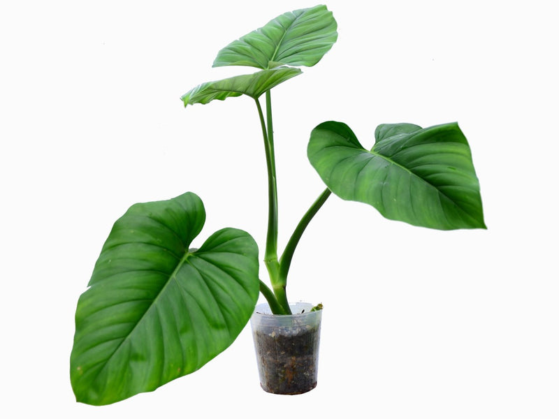 Philodendron giganteum