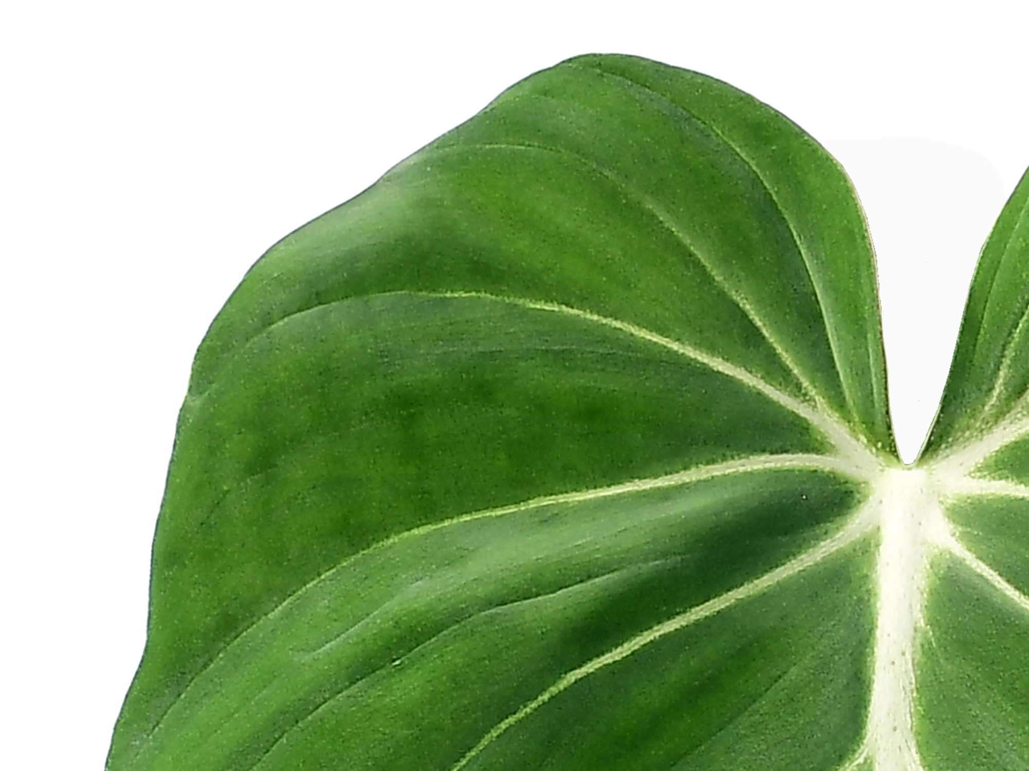 philodendron gloriosum ableger Philodendron gloriosum — Ecuagenera Europe GmbH