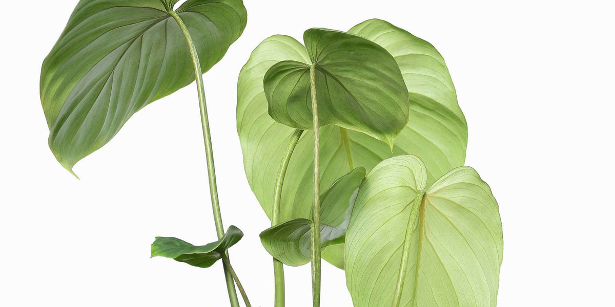 philodendron gloriosum europe Philodendron gloriosum — Ecuagenera Europe GmbH