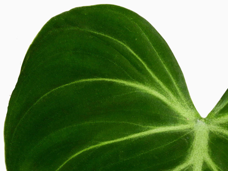 Philodendron gloriosum 'Verde'